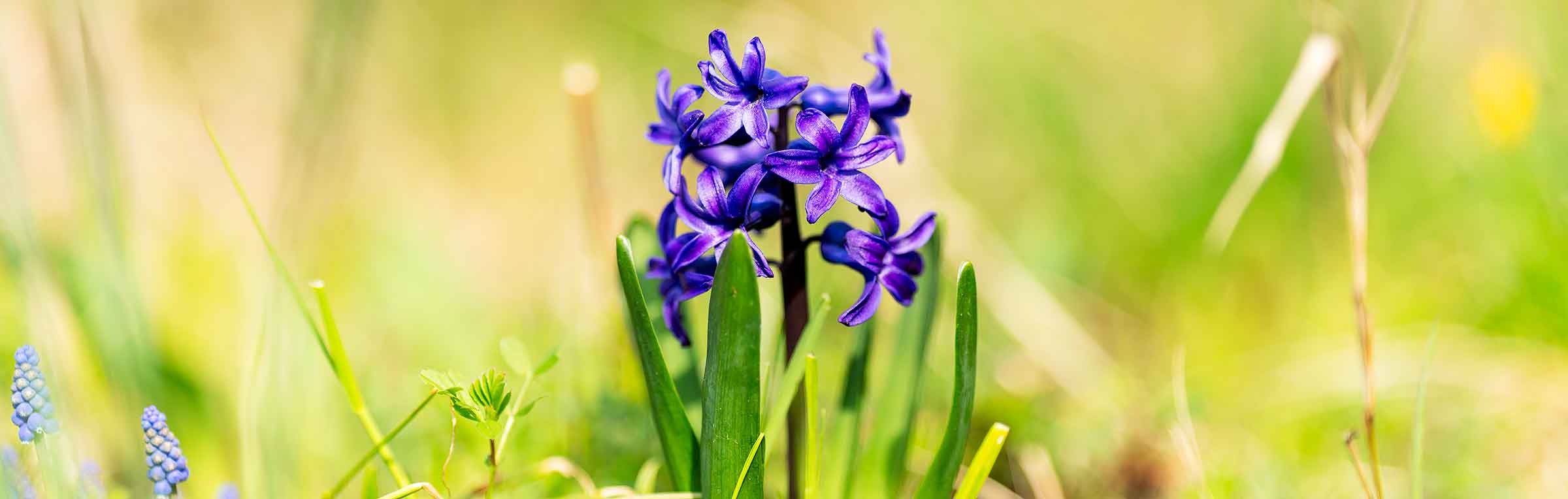 Garten Slider