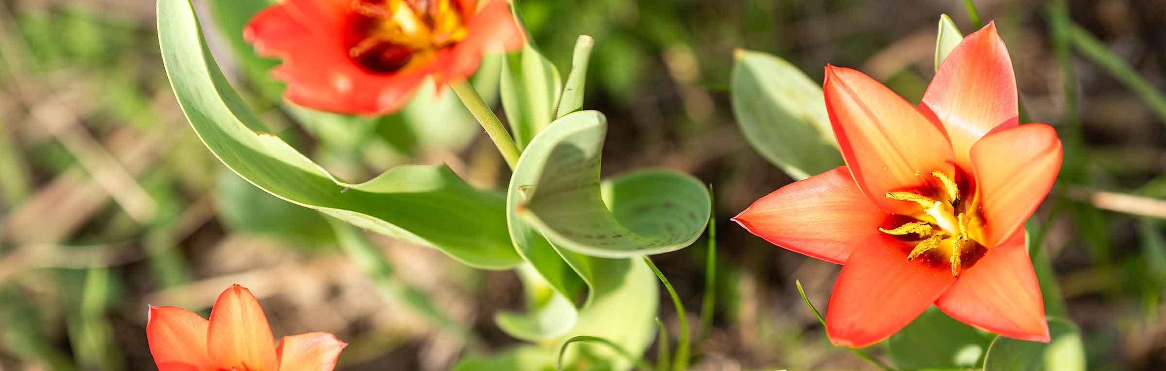 Garten Slider