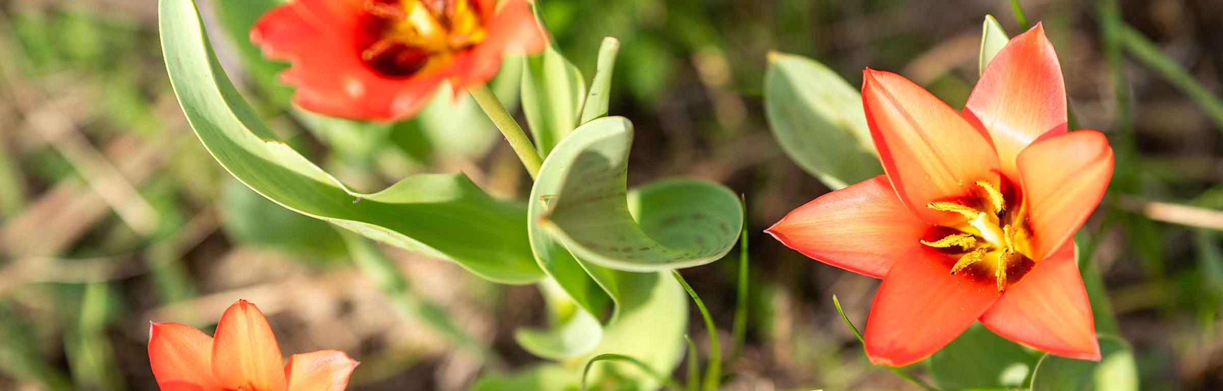Garten Slider